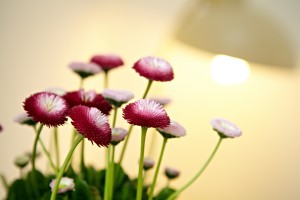 Das Bild zeigt Blumen